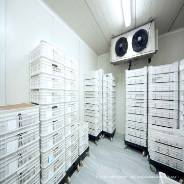Salas de congelamento de refrigeração de armazenamento de baixa temperatura